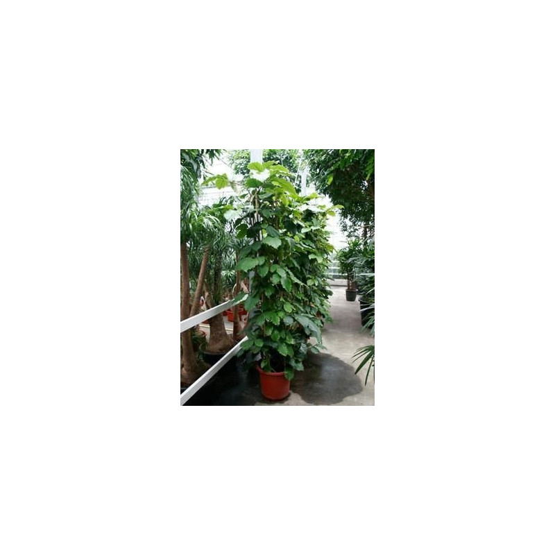 Tetrastigma voinierianum - 210 cm Tetrastigma voinierianum - 210 cm