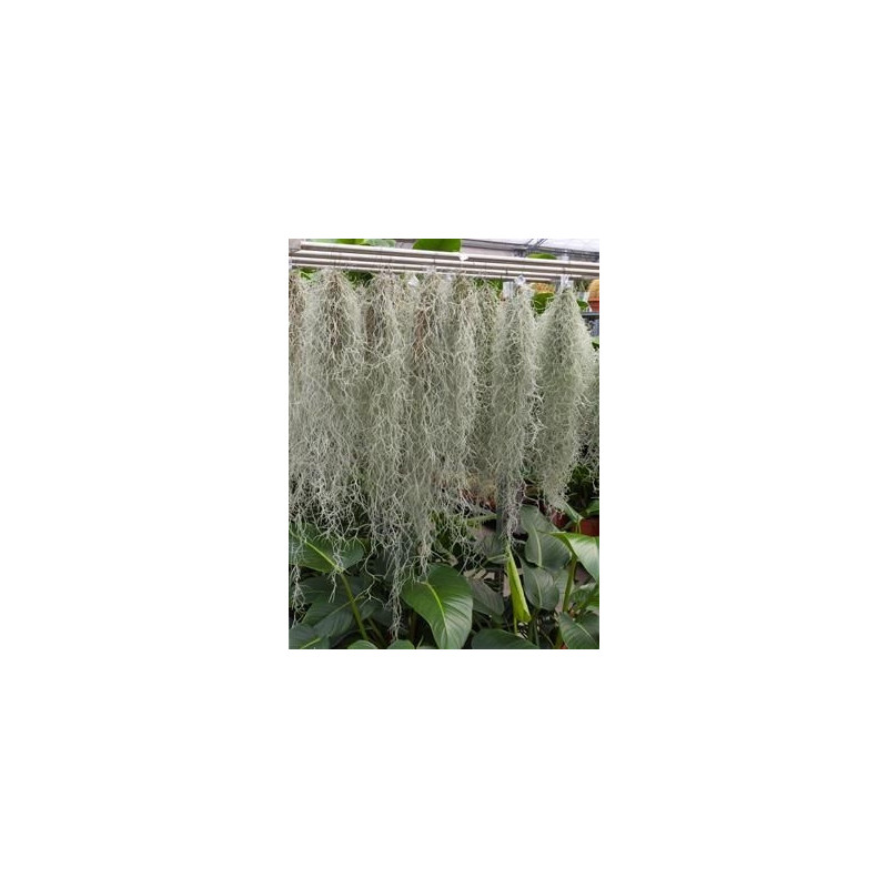 Tillandsia usneoides Tillandsia usneoides