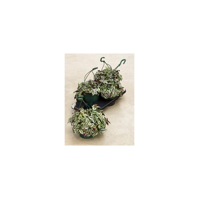 Tradescantia Zebr.purpusii Tradescantia Zebr.purpusii