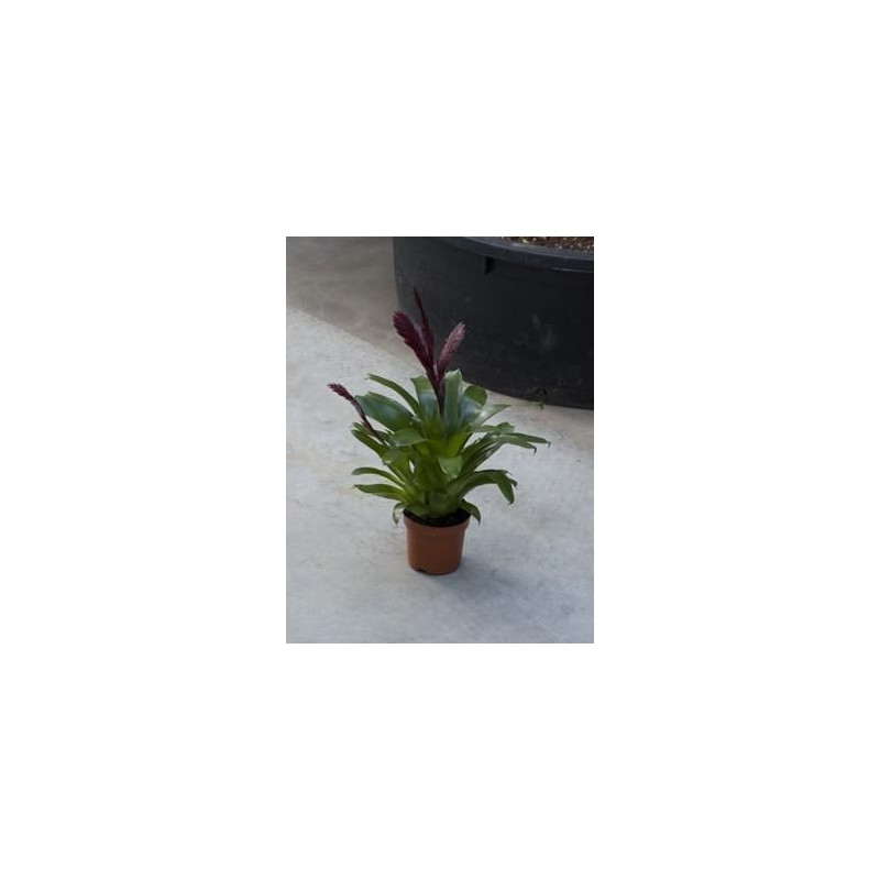Vriesea cathy Vriesea cathy