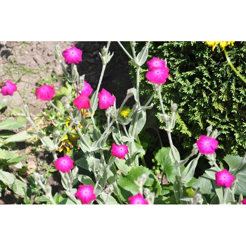 Lychnis coronaria