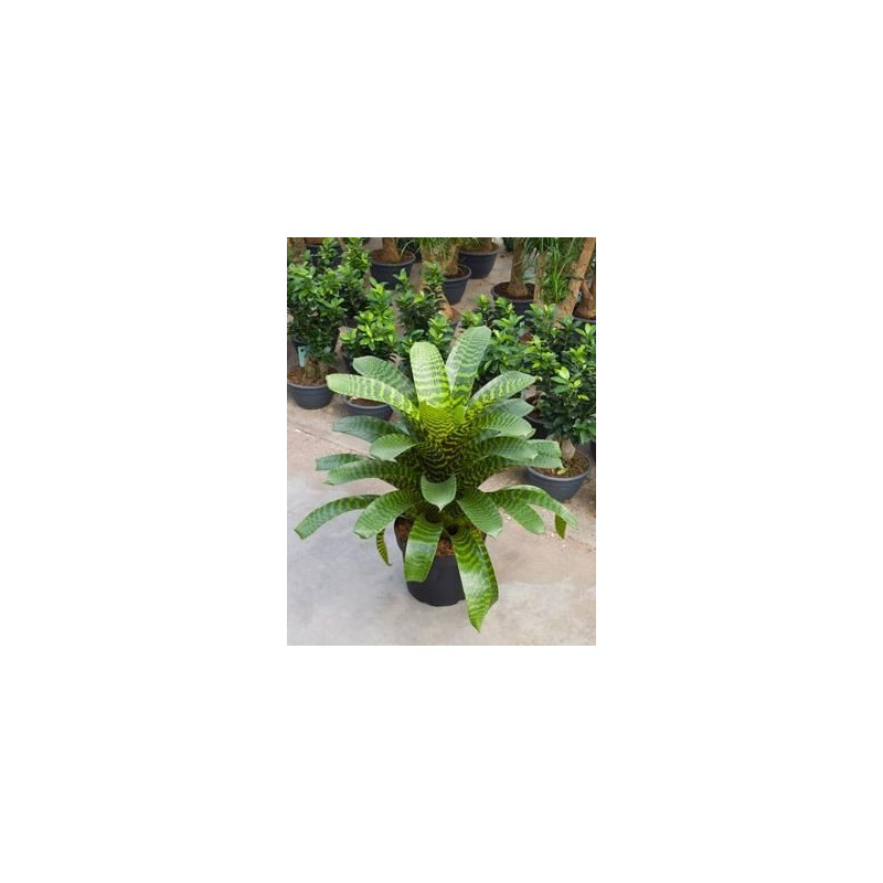Vriesea hieroglyphica Vriesea hieroglyphica