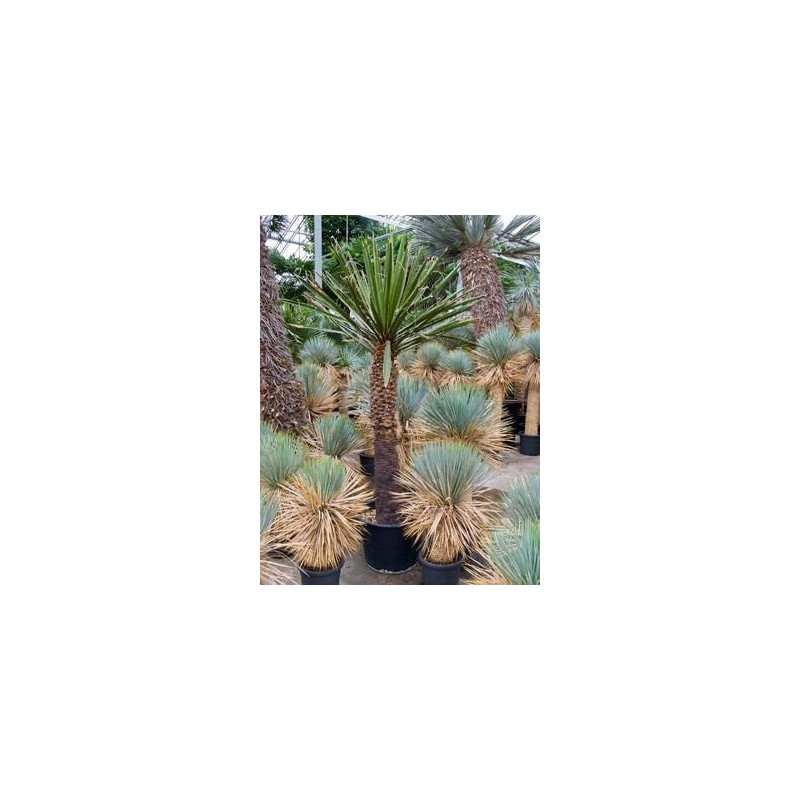 Yucca carnerosana Yucca carnerosana