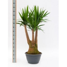 Yucca elephantipes  -  120 cm