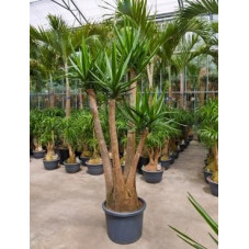 Yucca elephantipes ramifié  -  220 cm