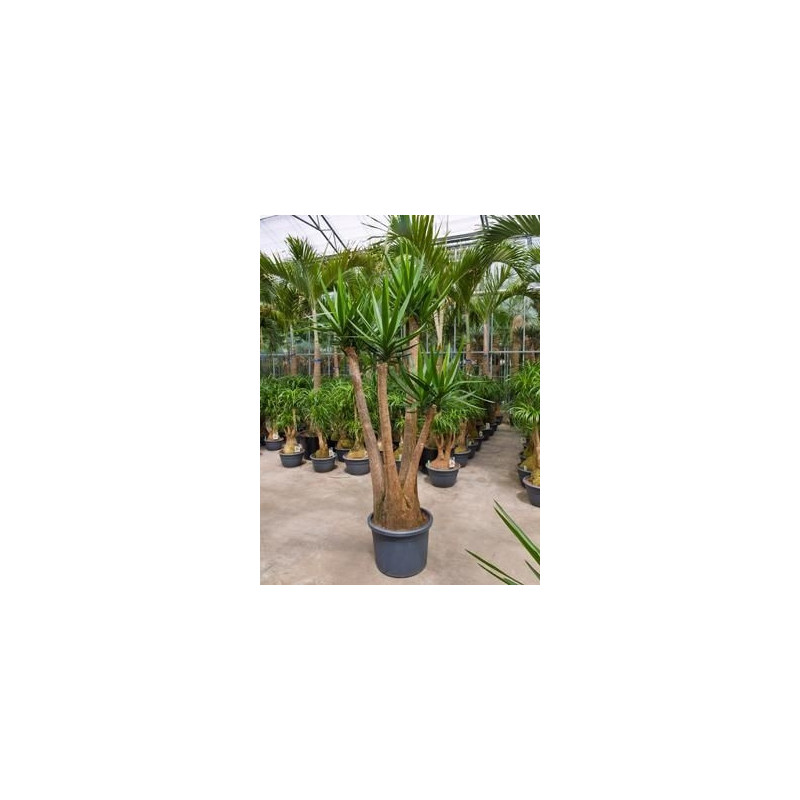 Yucca elephantipes ramifié  -  220 cm