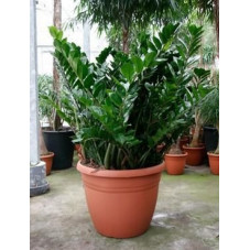 Zamioculcas zamiifolia  -  130 cm