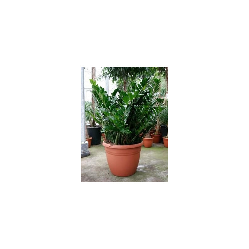 Zamioculcas zamiifolia  -  130 cm