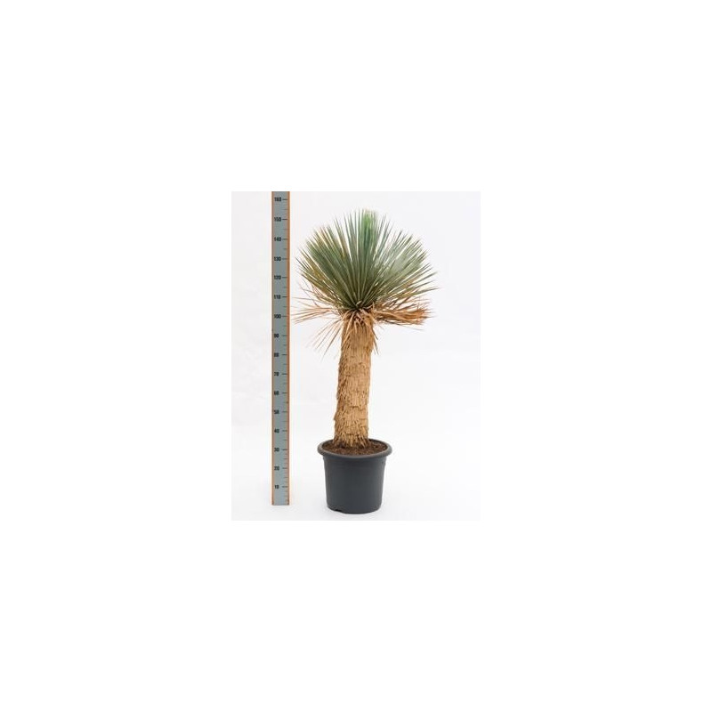 Yucca rostrata  -  tronc  -  140 cm