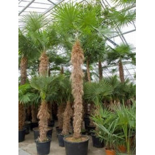 Palmier - trachycarpus fortunei - 480 cm