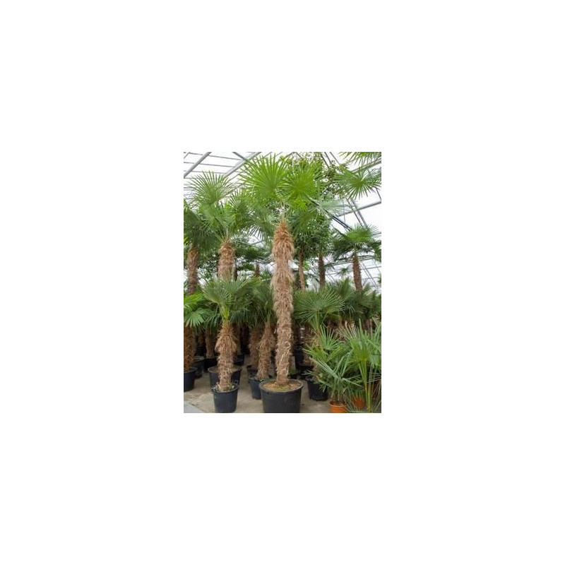 Palmier - trachycarpus fortunei - 480 cm Palmier - trachycarpus fortunei - 480 cm