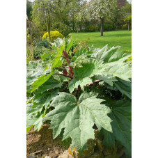 Rheum palmatum tanguticum (rubarbe)