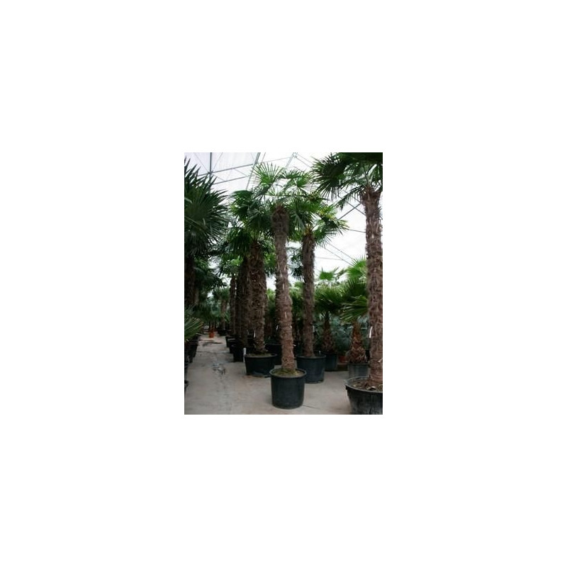 Palmier - trachycarpus fortunei - 525 cm