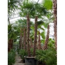 Palmier - trachycarpus fortunei - 2 troncs 500 cm