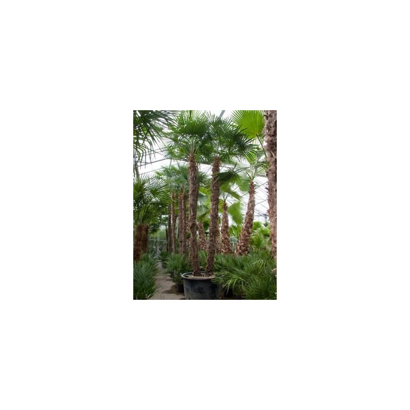 Palmier - trachycarpus fortunei - 2 troncs 500 cm