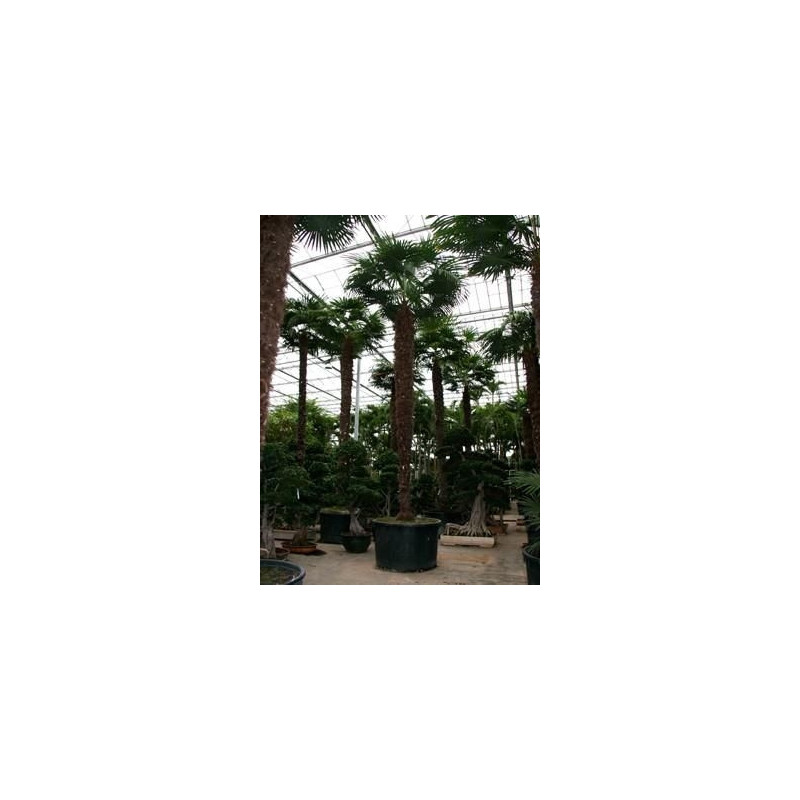 Palmier - trachycarpus fortunei - 700 cm