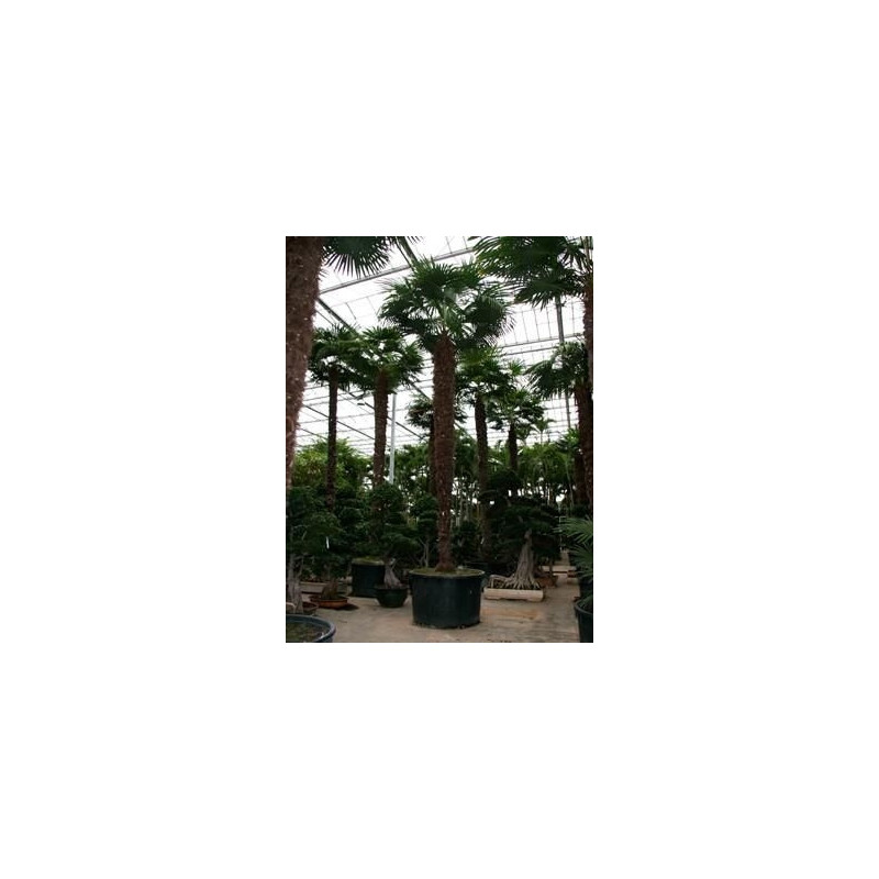 Palmier - trachycarpus fortunei - 700 cm Palmier - trachycarpus fortunei - 700 cm