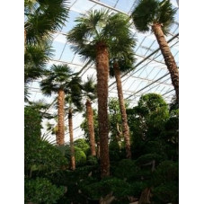 Palmier - trachycarpus fortunei - 800 cm