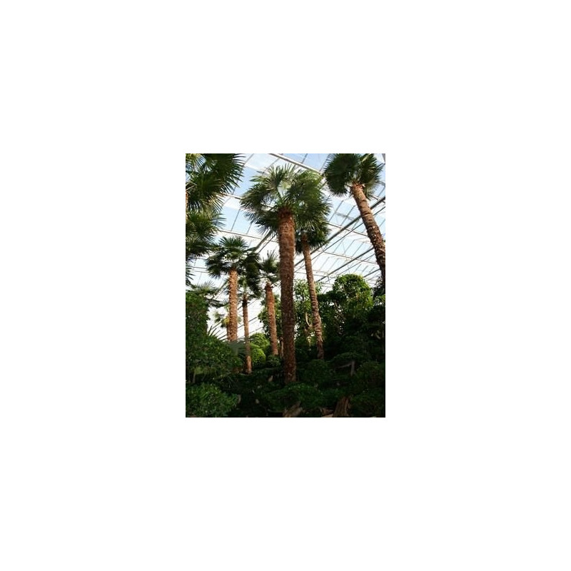 Palmier - trachycarpus fortunei - 800 cm