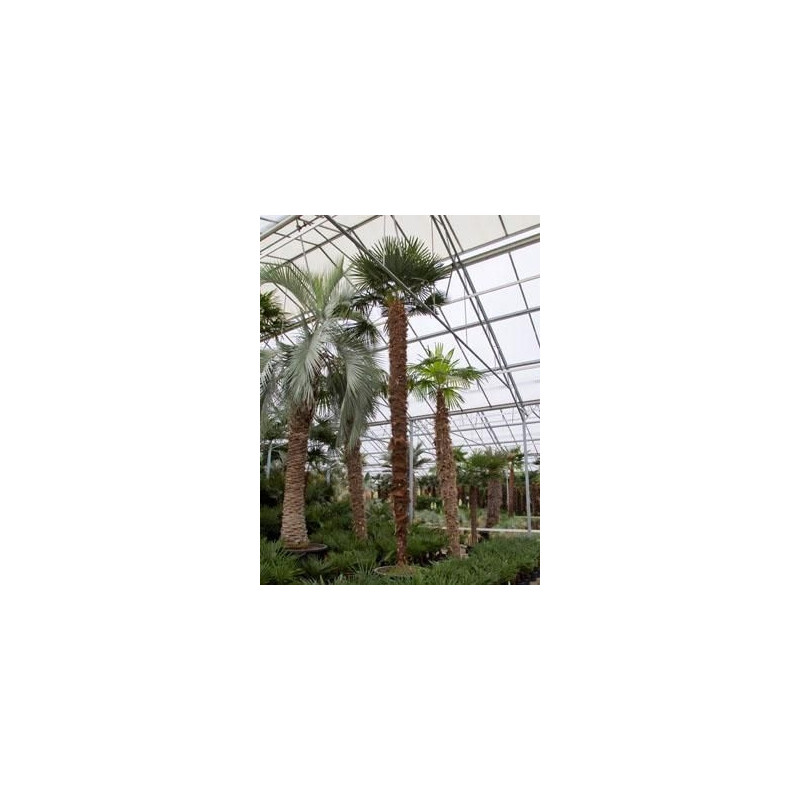 Palmier - trachycarpus wagnerianus  - 650 cm