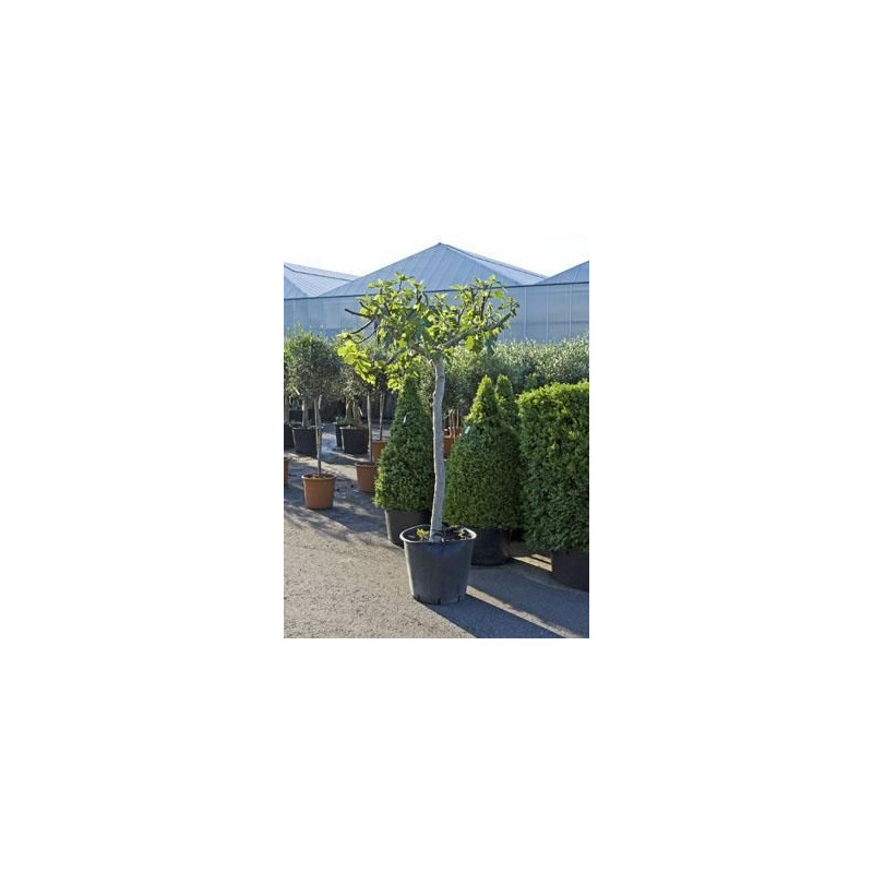Figuier - ficus carica Figuier - ficus carica