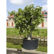 Figuier - ficus carica tige - 325 cm