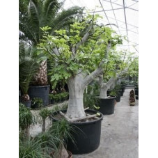 Figuier - ficus carica - tronc - 350 cm