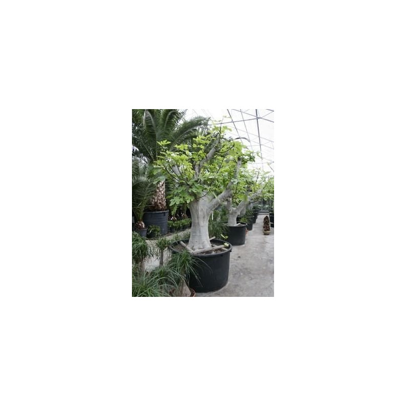 Figuier - ficus carica - tronc - 350 cm Figuier - ficus carica - tronc - 350 cm