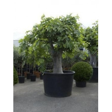 Figuier - ficus carica - gros tronc - 360 cm