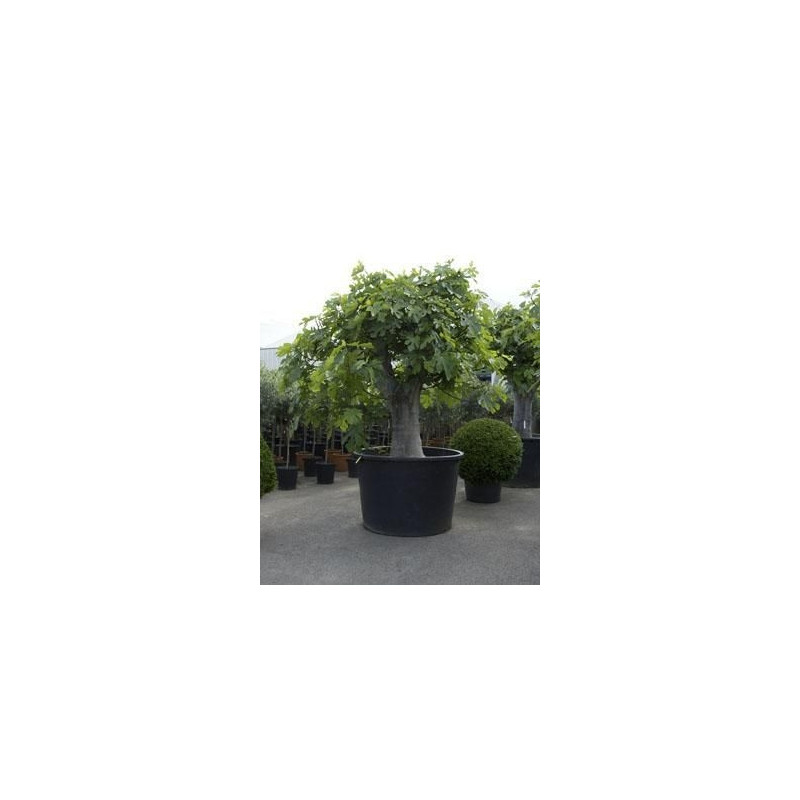 Figuier - ficus carica - gros tronc - 360 cm