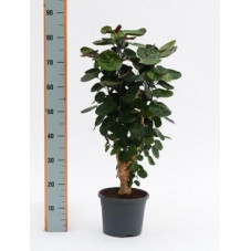 Aralia fabian  -  60 cm