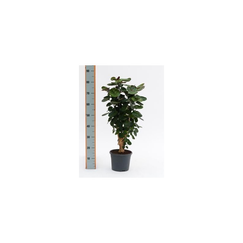 Aralia fabian  -  60 cm