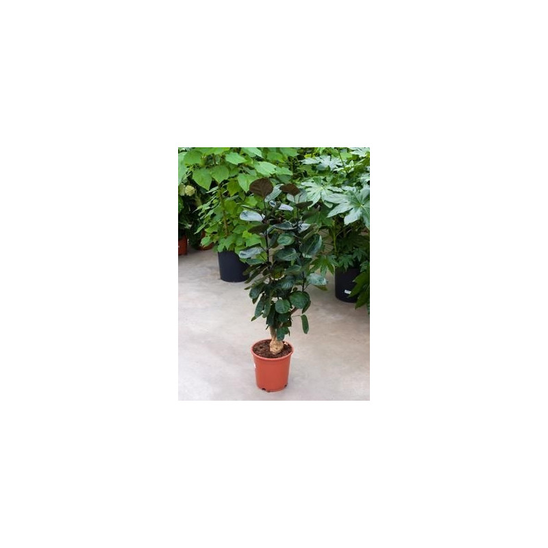 Aralia fabian - 90 cm Aralia fabian - 90 cm
