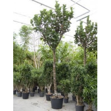 Ficus lyrata bambino