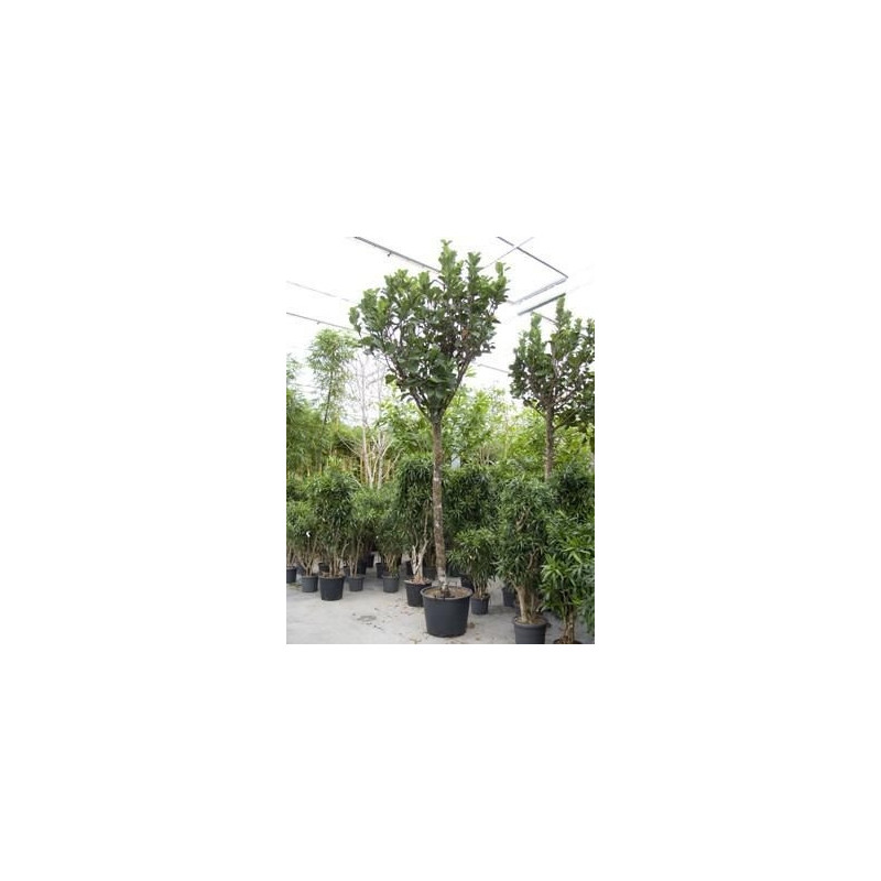 Ficus lyrata bambino Ficus lyrata bambino