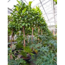 Ficus lyrata  -  tige  500 cm
