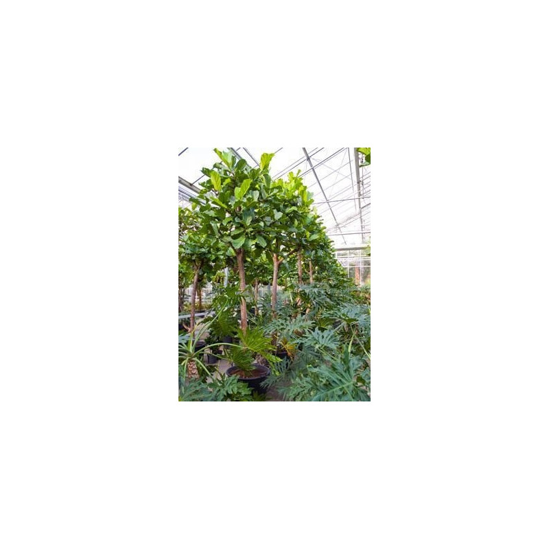 Ficus lyrata  -  tige  500 cm