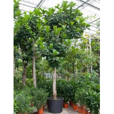 Ficus lyrata  -  tronc - 600 cm
