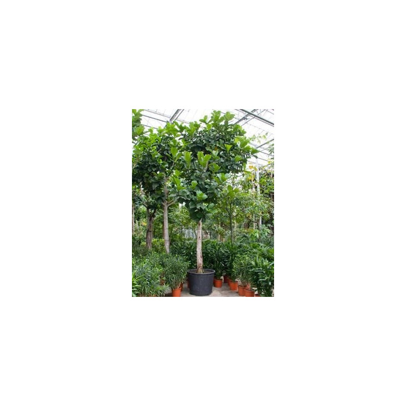 Ficus lyrata  -  tronc - 600 cm