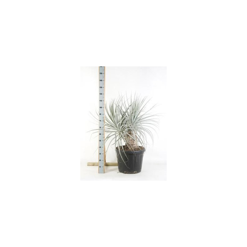 Puya coerulea - 2 troncs Puya coerulea - 2 troncs