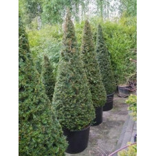 Taxus baccata pyramidal  -  270 cm