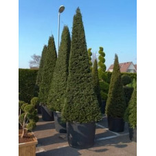 Taxus baccata pyramidal  -  375 cm