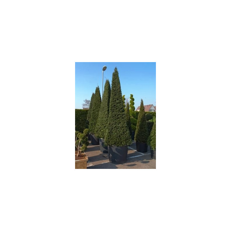 Taxus baccata pyramidal  -  375 cm