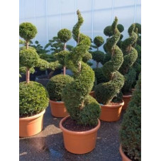 Taxus baccata  - spirale - 190 cm