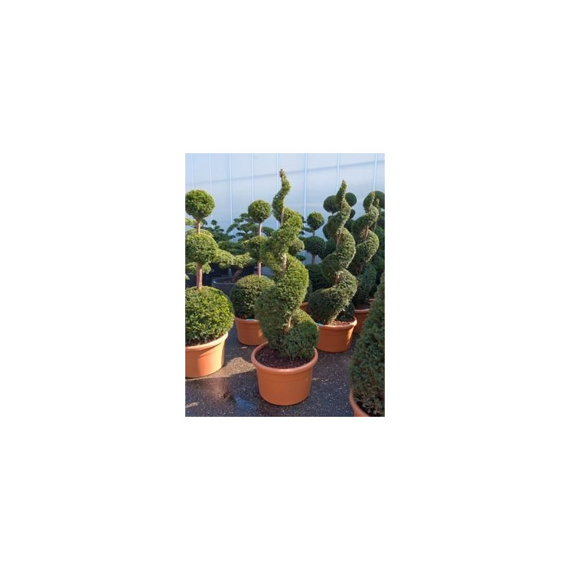 Taxus baccata - spirale - 190 cm Taxus baccata - spirale - 190 cm