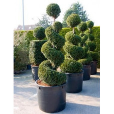 Taxus baccata  - spirale - 210 cm