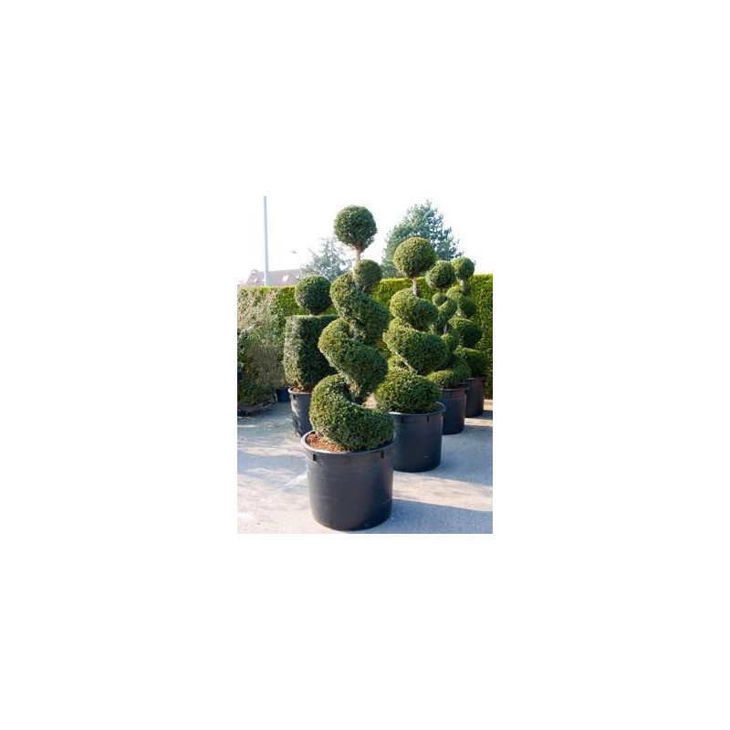 Taxus baccata  - spirale - 210 cm