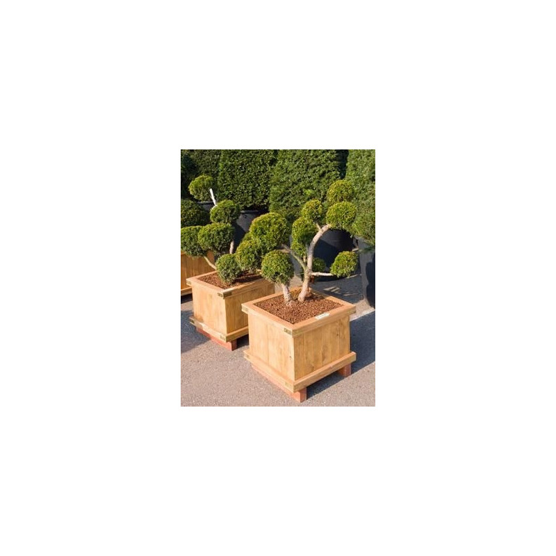 Taxus media hilii - multiboules Taxus media hilii - multiboules