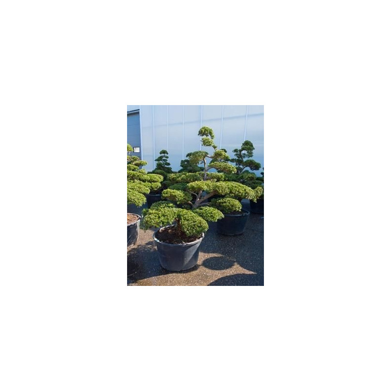 Taxus baccata  -  bonsaï