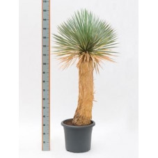Ficus rostrata - tronc - 170 cm